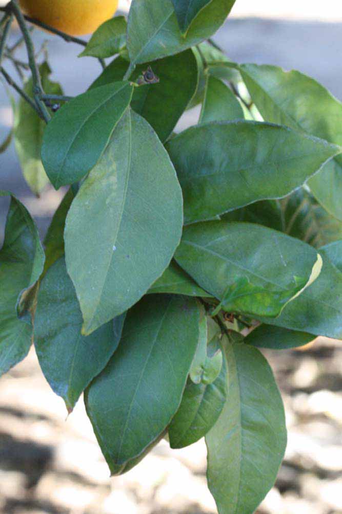            Shade leaves (Riverside, CA)   